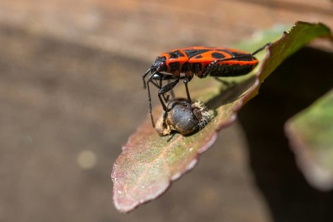 Firebug, common firebug, heteroptera, Pyrrhocoris apterus, prey, capture, hunting, insects,