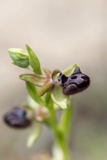 Black Ophrys, Granelli, Italy, Ophrys Atrata, Ophrys Incubacea, Orchidaceae, Orchids, Orchid