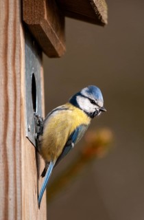Blue tit, parus caeruleus, birds, high size, portrait format, tits, nest box, passeri, songbirds,