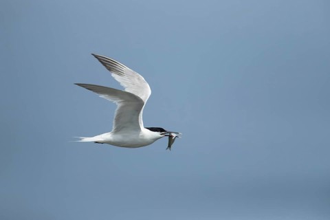 Sandwich tern (Thalasseus sandvicensis) adult bird in flight with a fish in its beak in summer,