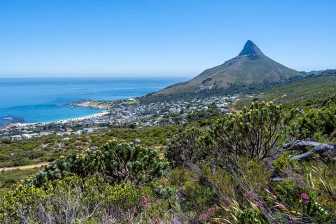 Protea and fynbos plants on the mountainside, Camps Bay and Lions Head, mountainous landscape with