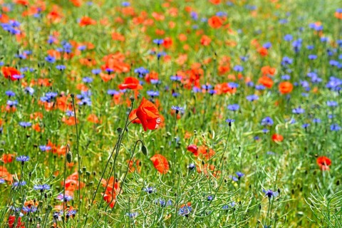 Corn poppies (Papaver rhoeas) and cornflowers (Centaurea cyanus), Bavaria, Germany