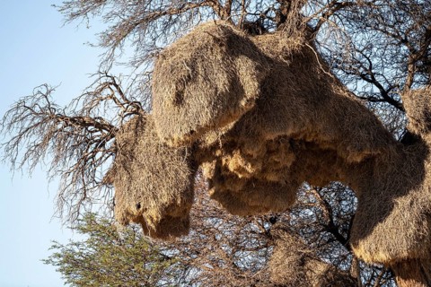 Sociable weaver Community nests (Philetairus socius) in tree, Kgalagadi Transfrontier Park,