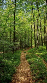 A trail snakes through a dense forest with fresh, green foliage and a spring atmosphere, Rödental,