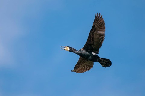 Cormorant (Phalacrocorax carbo) in flight, Stralsund, Mecklenburg-Western Pomerania, Germany