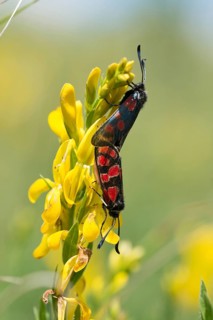 Carniolane burnet, eastern burnet moth, esparset ram, Carniola ram, zygaena carniolica, blood