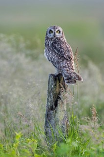 Short-eared owl (Asio flammeus) adult perched on old wooden fence post along meadow in late spring,