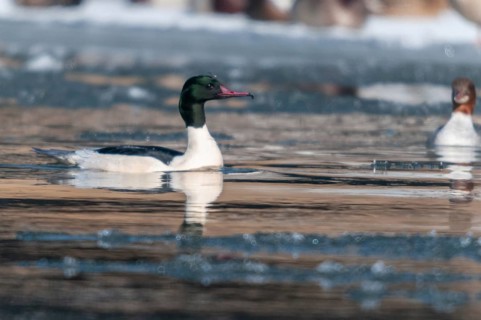 Goosander, goose säger, mergus merganser, anatidae, birds, ice, duckbirds, ice, male, snow, sawyer,