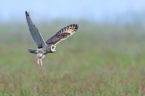 Short-eared owl (Asio flammeus) hunting adult flying over meadow, grassland in spring