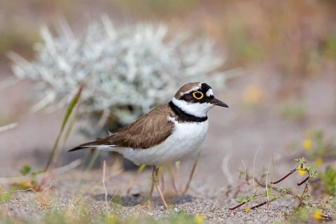 Little Ringed Plover, Little Ringed Plover, (Charadrius dubius), plover family, biotope, foraging,