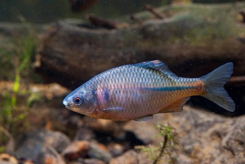 Bitterling, Rhodeus Amarus, Rhodeus Sericeus Amarus, FFH, Pisces, Fishes, Leo, Pisces