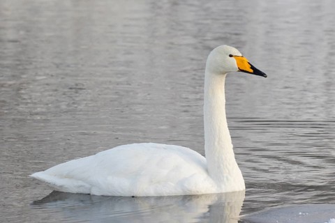 Whooper Swan (Cygnus cygnus), Finland