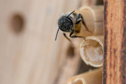 Apidae, bees, hymenoptera, osmia bicornis, osmia rufa, red mason bee, red mason bee, insects, wild