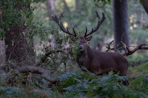 Red deer at the rutting 2025, London, Great Britain