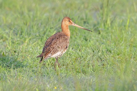 Black-tailed Godwit (Limosa limosa), foraging on a boggy meadow, waders, wildlife, nature
