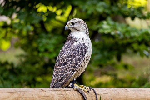 A falcon perched on a wooden fence in a green, natural setting, a saker falcon at a falconry centre