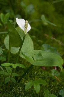 Araceae, arum stalk, bog arum, calla palustris, dragon root, Finland, snake root, marsh calla,