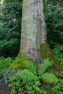 A fern grows at the foot of a beech tree, Hohenstein, Witten, Ruhrpott, North Rhine-Westphalia,