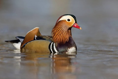 Mandarin duck, (Aix galericulata), animals, birds, duck birds, male, drake, forest park, Mannheim,
