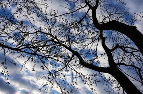 Bare trees against the sky, branches, autumn, from below, Mondseeland, Upper Austria, Austria