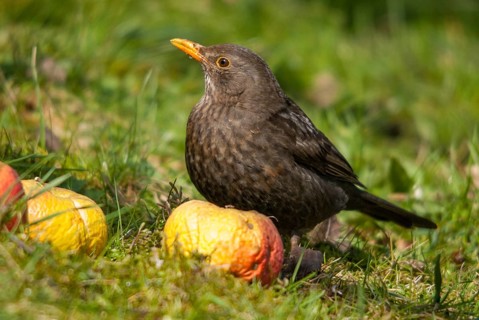 Blackbird, Turdus Merula, Autumn, Birds, Female, Garden, Autumn, Meadow Orchard, Fruit, Passeri,
