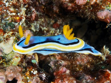 A blue and yellow nudibranch with serrated gills, Elisabeth's Chromodoris (Chromodoris