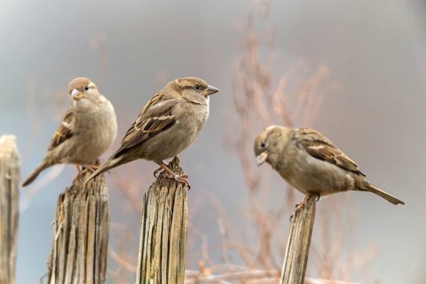 House sparrow, passer domesticus, sparrow, birds, female, garden, garden fence, passeri, songbirds,