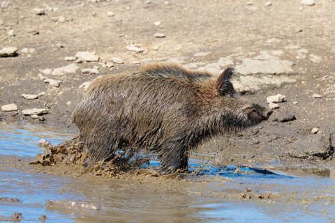 An adult male wild boar (Sus scrofa) takes a mud bath in a small pond on a sunny day. Bavaria,