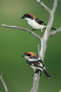 Lanius Senator, red-headed shrike, woodchat shrike, birds, Bulgaria, female, high size, portrait
