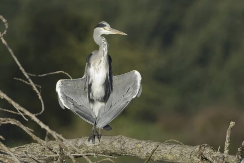 Grey Heron (Ardea cinerea), Saxony, Germany