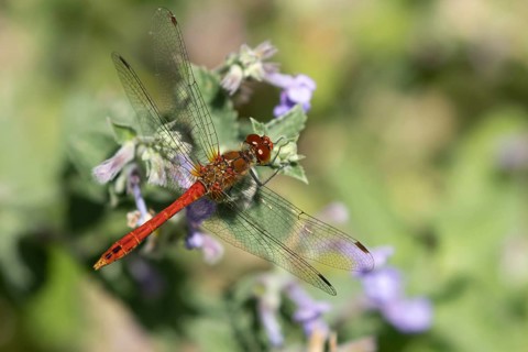 Common darter dragonfly (Sympetrum striolatum) adult male insect resting on a garden Catmint