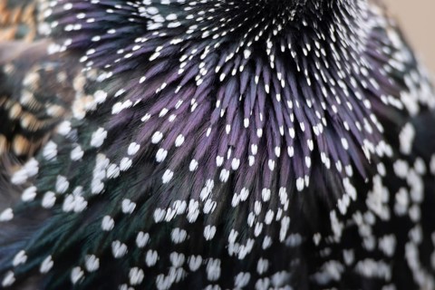 Common starling (Sturnus vulgaris) adult bird close up of its breast feathers, England, United
