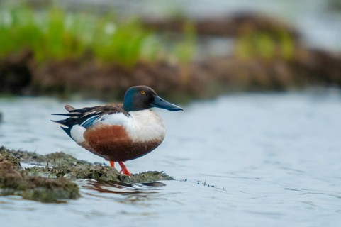 Anas Clypeata, Spoon Duck, Shoveler, Spatula Clypeata, Anatidae, Birds, Ducks, Ducks, Ducks, Birds,