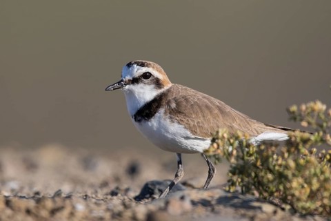 Kentish Plover (Charadrius alexandrinus) male, Lesvos, Greece