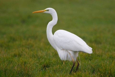 Great Egret (Ardea alba), Netherlands