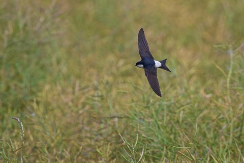 House Martin (Delichon urbicum), close-up, flying over a rapeseed field with outstretched wings in