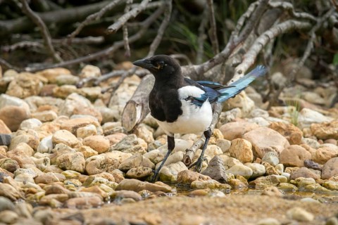 Magpie, pica pica, bath, bird bath, birds, corvidae family of birds, adolescent, juvenile, passeri,