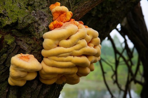 Laetiporus sulphureus, sulphur porling, fungi, fungi, fungi