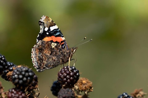 Red admiral butterfly (Vanessa atalanta) adult insect feeding on blackberry fruit in summer,