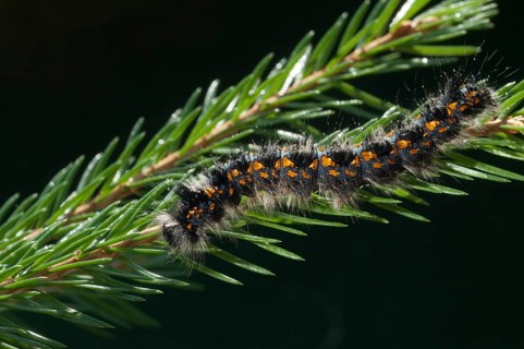 Cosmotriche lobulina, cosmotriche lunigera, kientree spinner, moonspot hen, coniferous forest