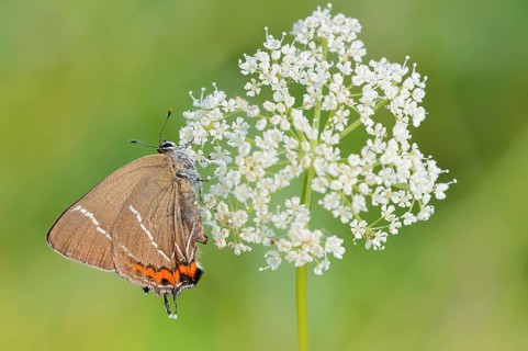 Elm fritillary (Satyrium w-album, Strymonidia w-album) on an umbel, North Rhine-Westphalia, Germany