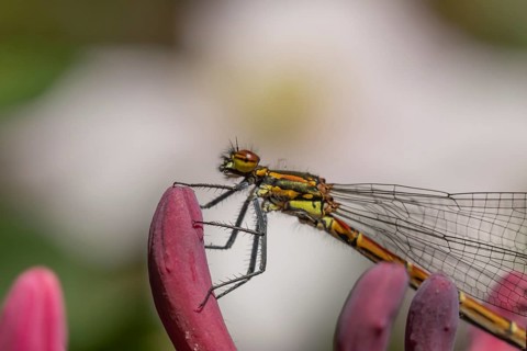 Large red damselfly (Pyrrhosoma nymphula) adult insect on a Honeysuckle flower in spring, Suffolk,