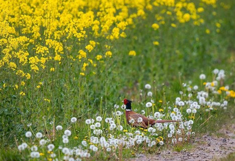 Common pheasant (Phasianus colchicus), a male walking along the edge of a field of yellow rapeseed