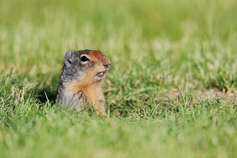 A Columbia ground squirrel (Urocitellus columbianus, Spermophilus columbianus) peeks out of its