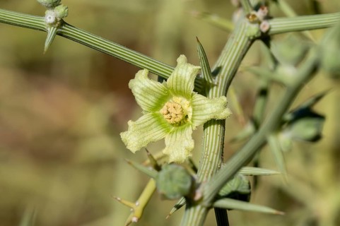 White Bryony (Bryonia dioica), plant in the desert, Namib Desert, Namib Naukluft Park, Namibia