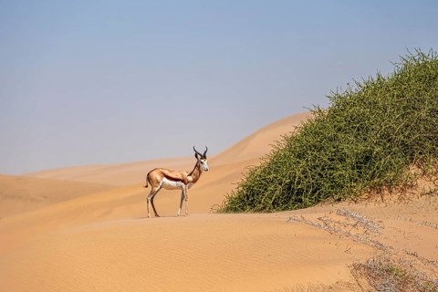 Springbok (Antidorcas marsupialis) on a sand dune, Namib Desert, Namib Naukluft Park, Namibia