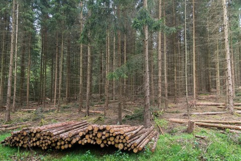 Forestry, logging, industrial forestry, intensive forestry, intensive forestry, landscape,