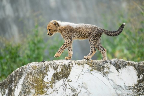 Cheetah (Acinonyx jubatus) youngster walking on a rock, captive, occurrence Africa