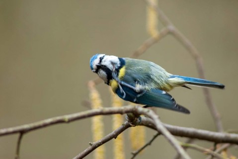 Blue tit, parus caeruleus, birds, plumage care, tits, passeri, preening, songbirds, songbirds,