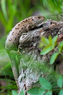 Lacerta agilis, sand lizard, critters, lizards, lizards, lizards, female, high size, portrait